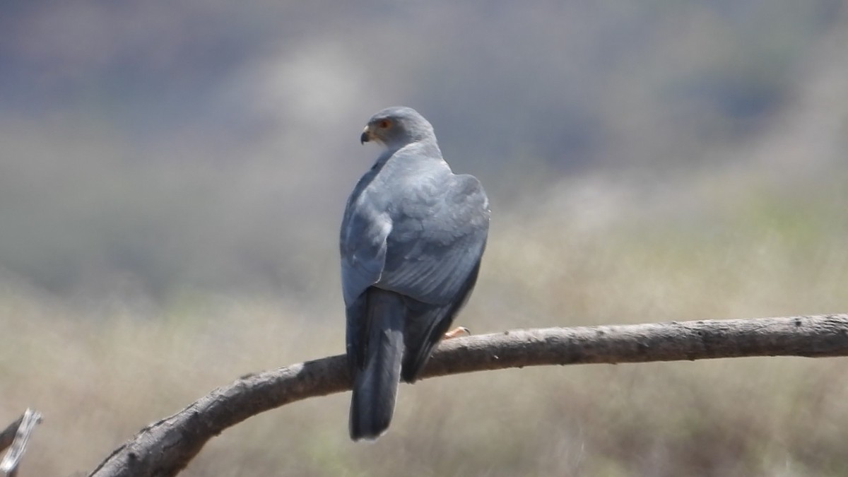 Shikra - ML634347360