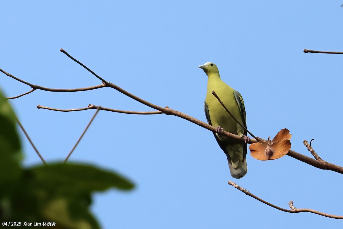Andaman Green-Pigeon - ML634347462