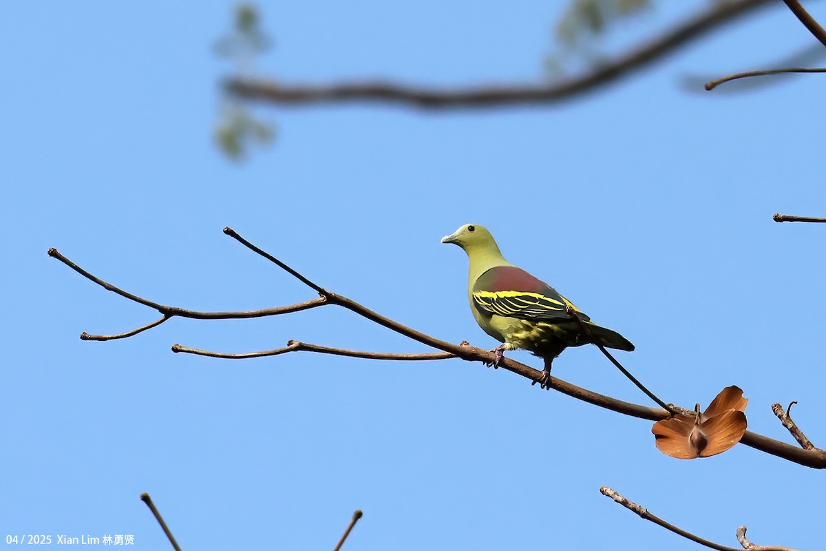 Andaman Green-Pigeon - ML634347463