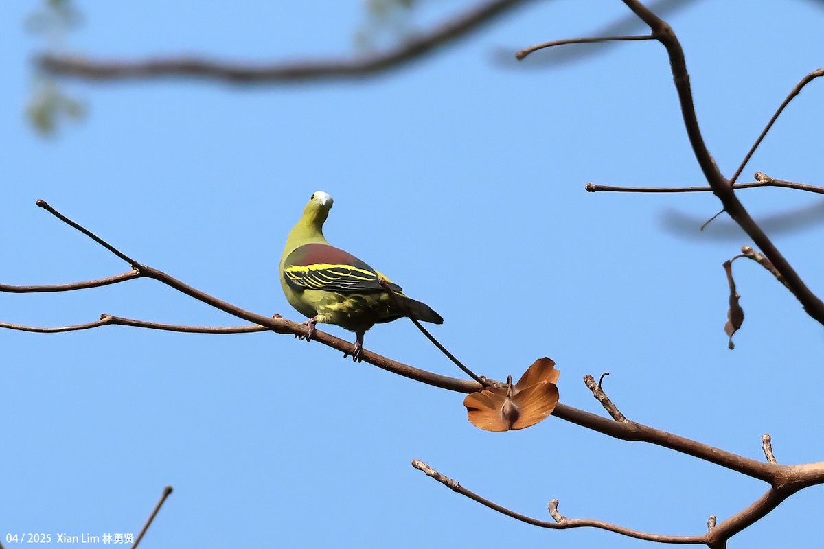 Andaman Green-Pigeon - ML634347465