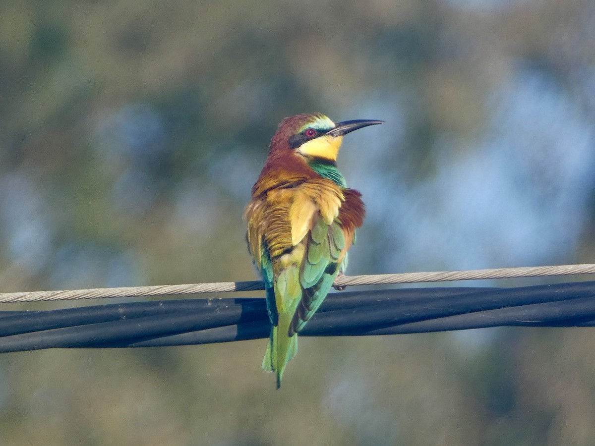 European Bee-eater - ML634347499