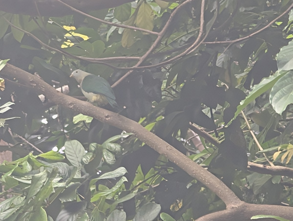 Gray-green Fruit-Dove - ML634347591