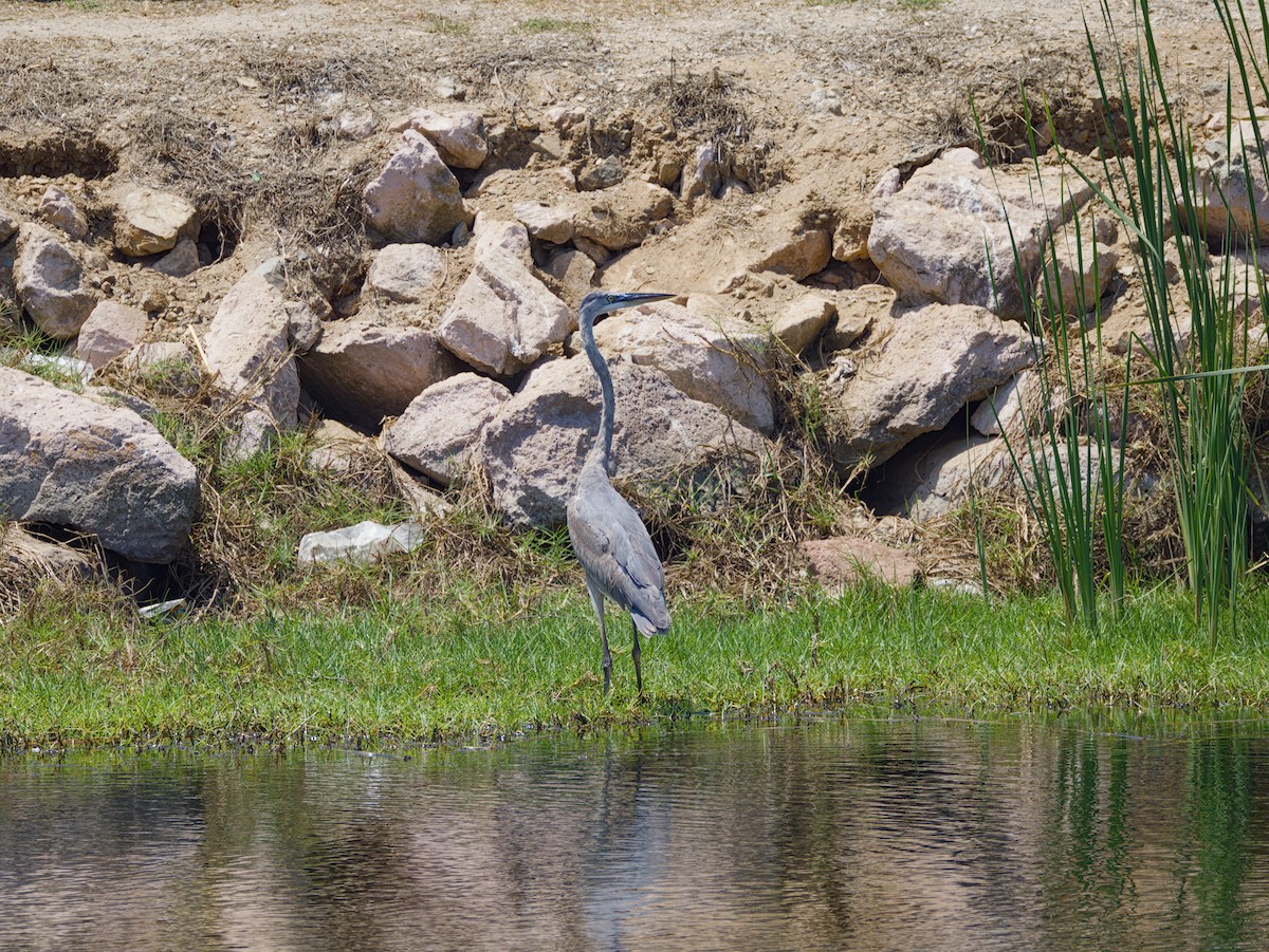 Great Blue Heron - ML634347641