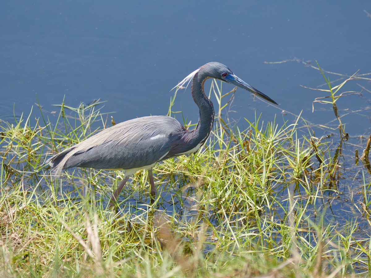 Tricolored Heron - ML634347666