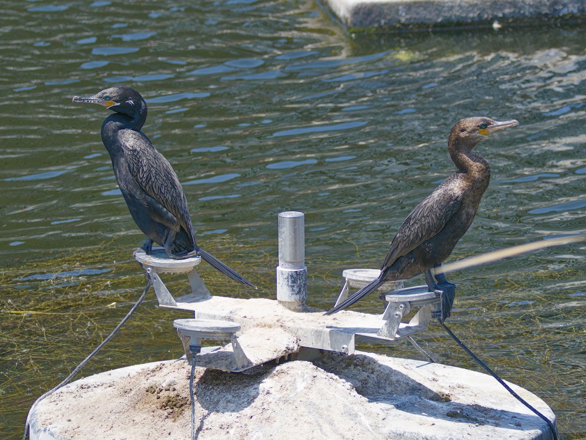 Neotropic Cormorant - ML634347670
