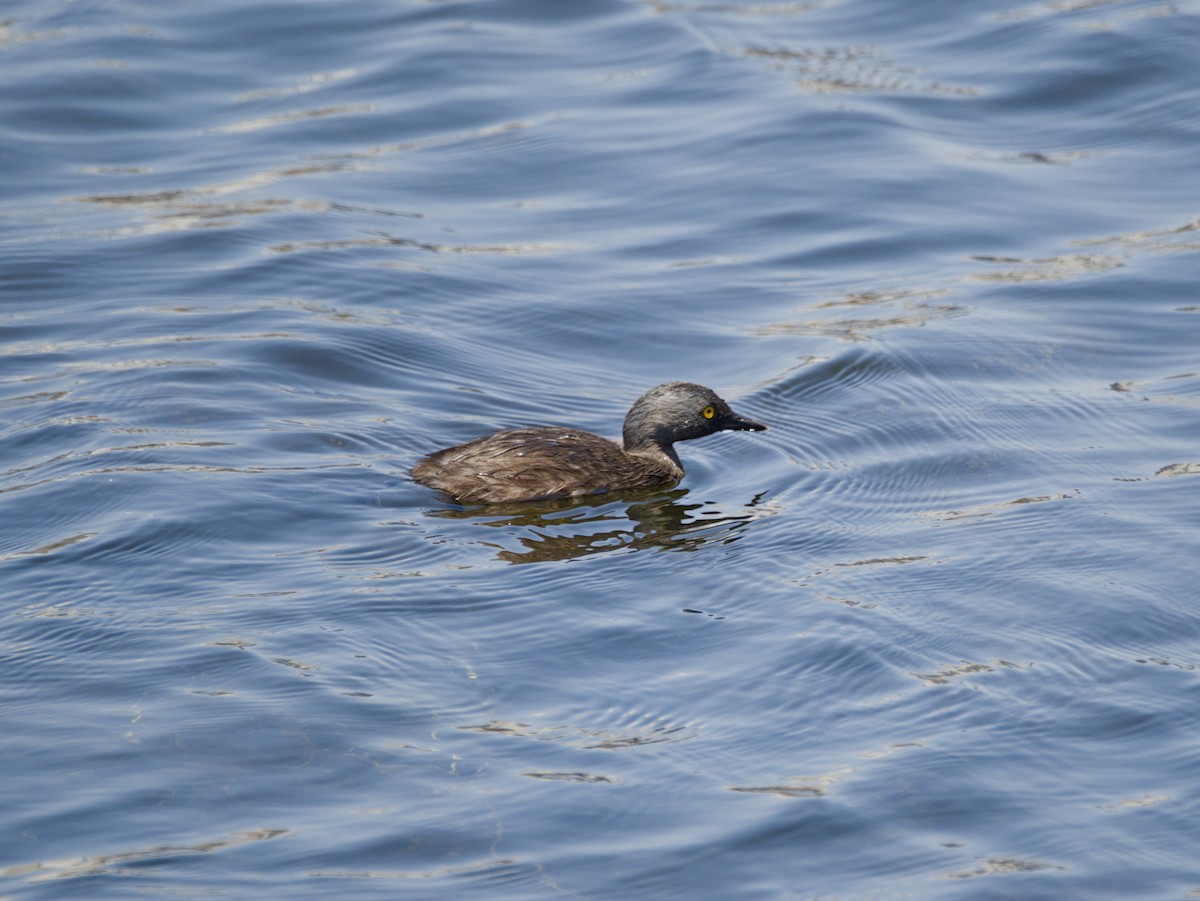 Least Grebe - ML634347677
