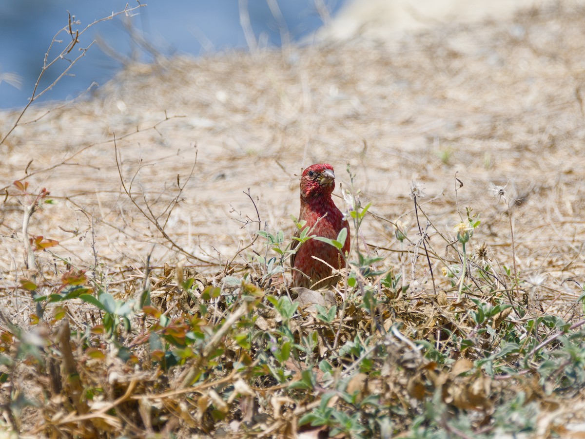 House Finch - ML634347681