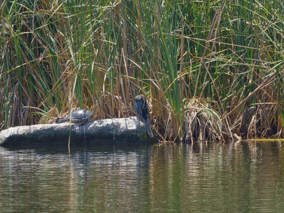 Anhinga - ML634347688