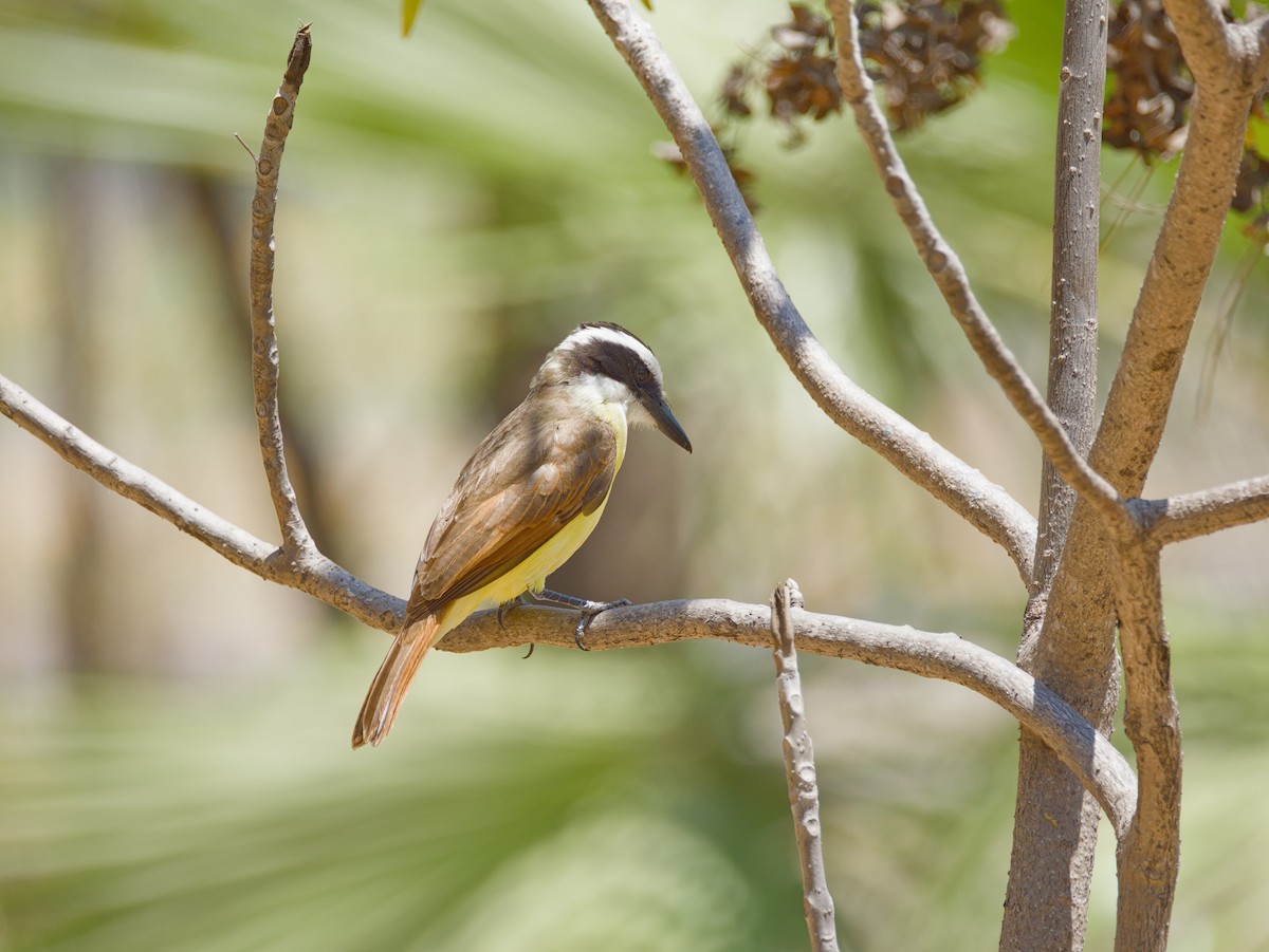 Great Kiskadee - ML634347698