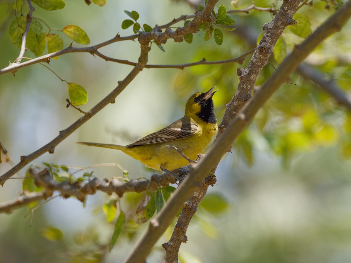 Streak-backed Oriole - ML634347699