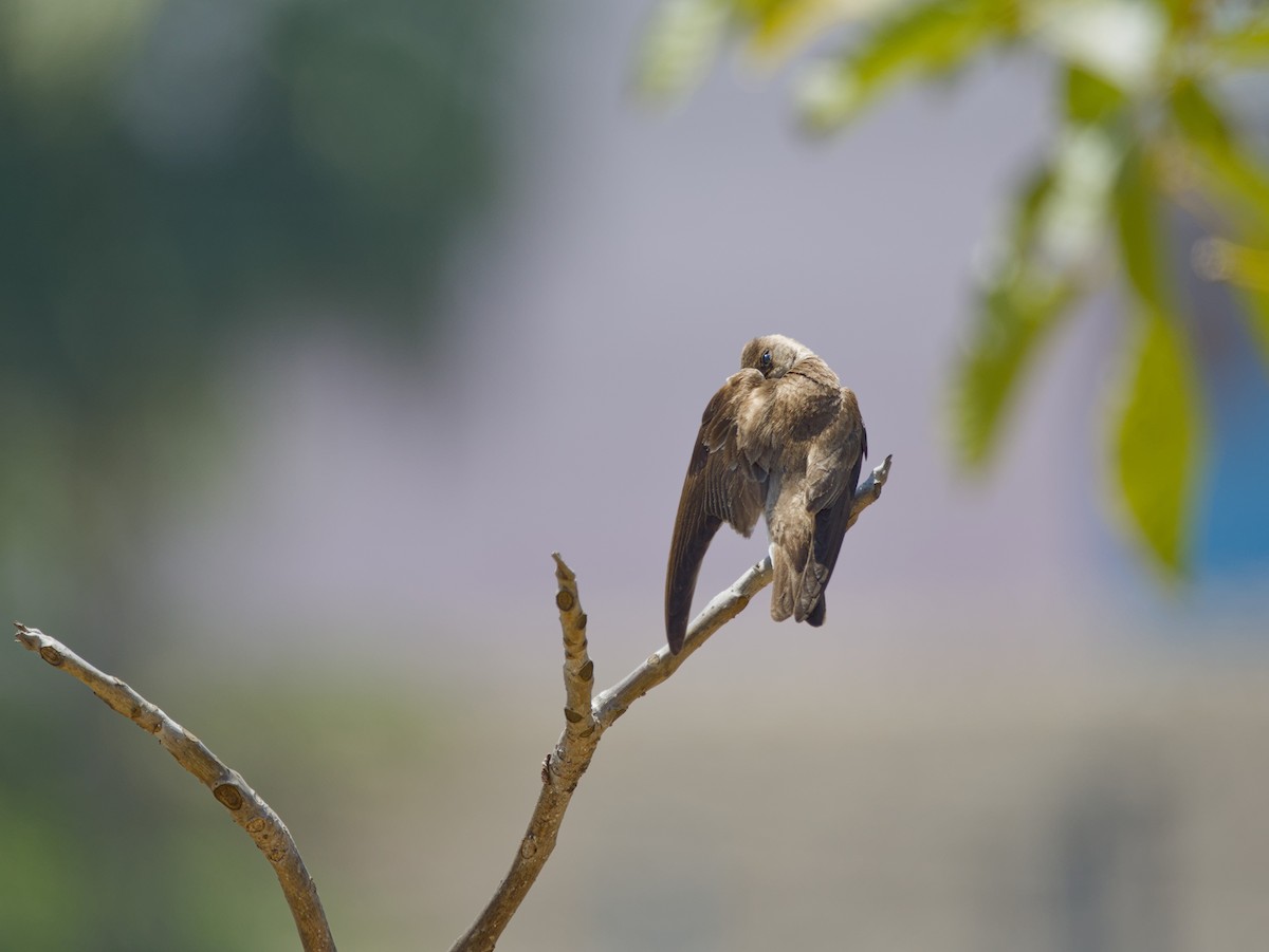 Northern Rough-winged Swallow - ML634347704