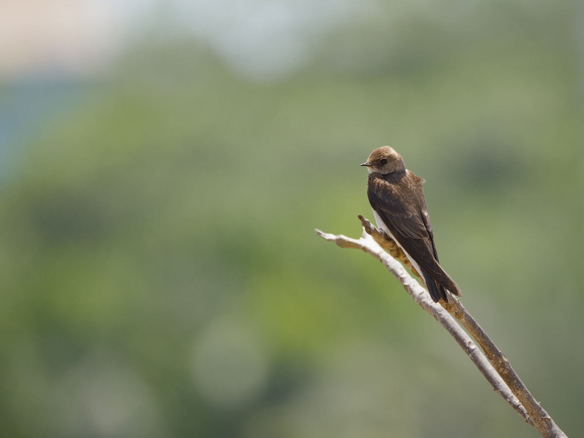 Northern Rough-winged Swallow - ML634347706