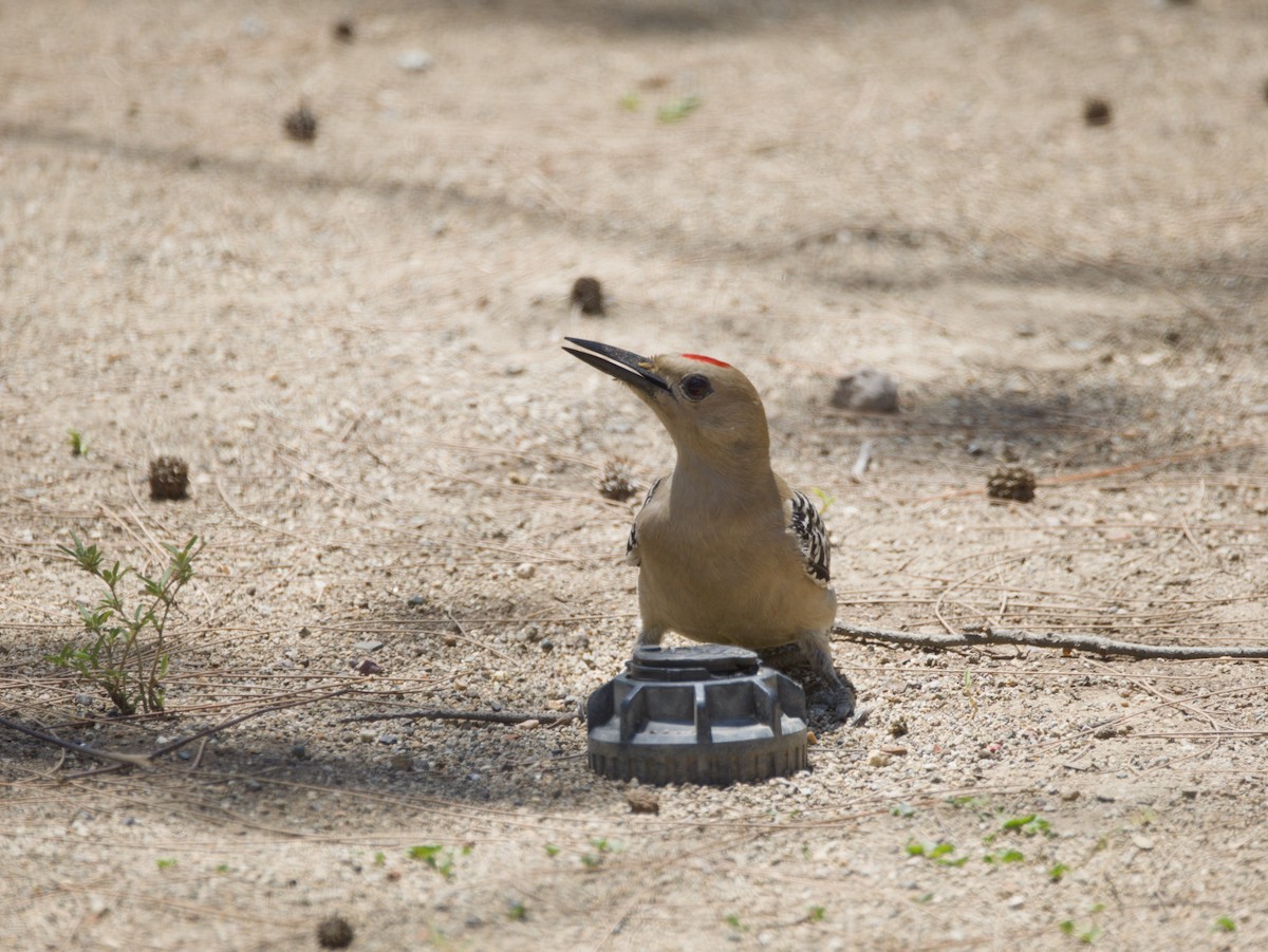 Gila Woodpecker - ML634347711