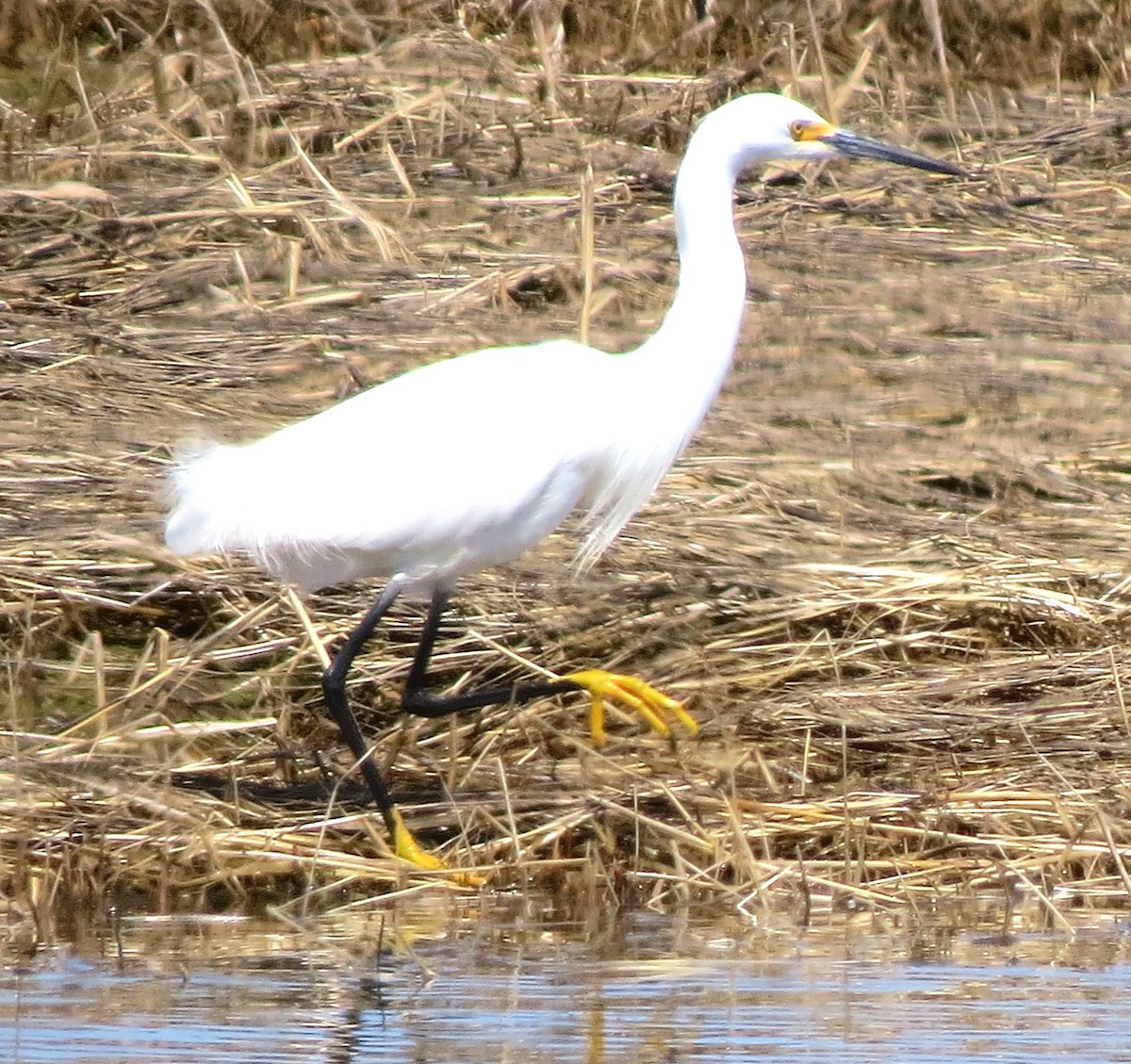 Snowy Egret - ML634347714