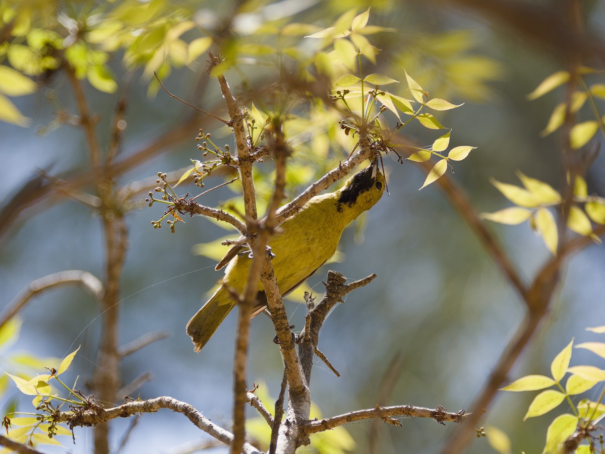 Streak-backed Oriole - ML634347716