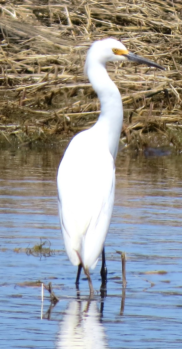 Snowy Egret - ML634347718