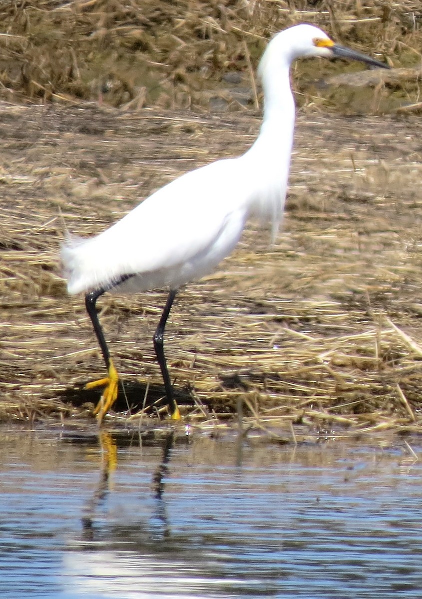 Snowy Egret - ML634347723