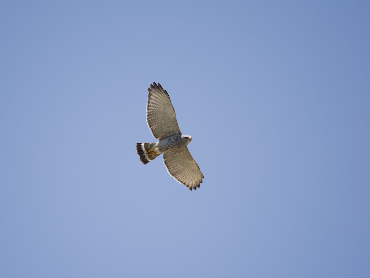 Gray Hawk - ML634347725