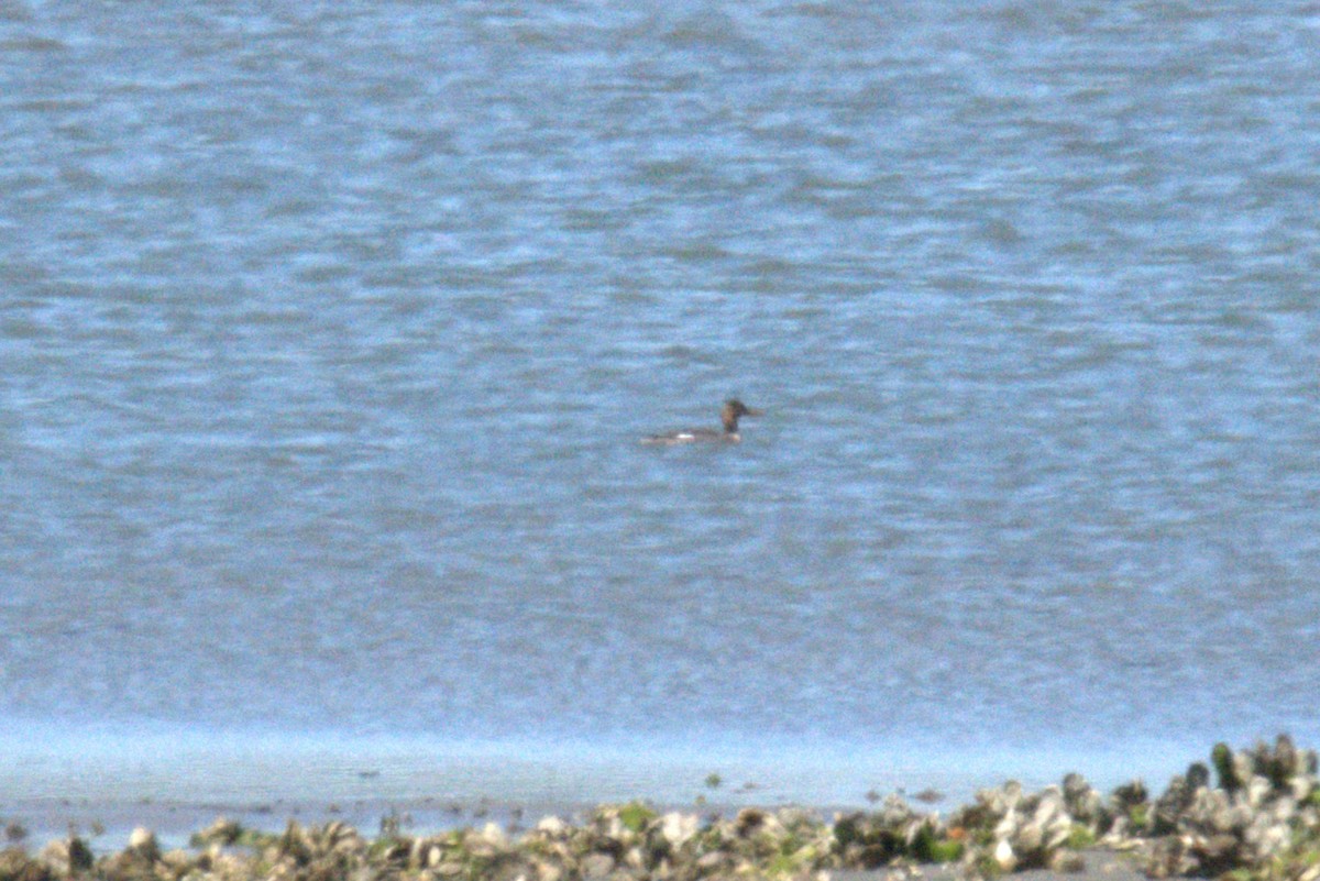 Mittelsäger - ML634347728