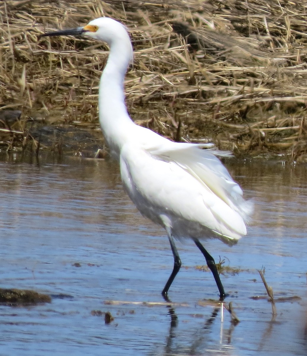 Snowy Egret - ML634347729
