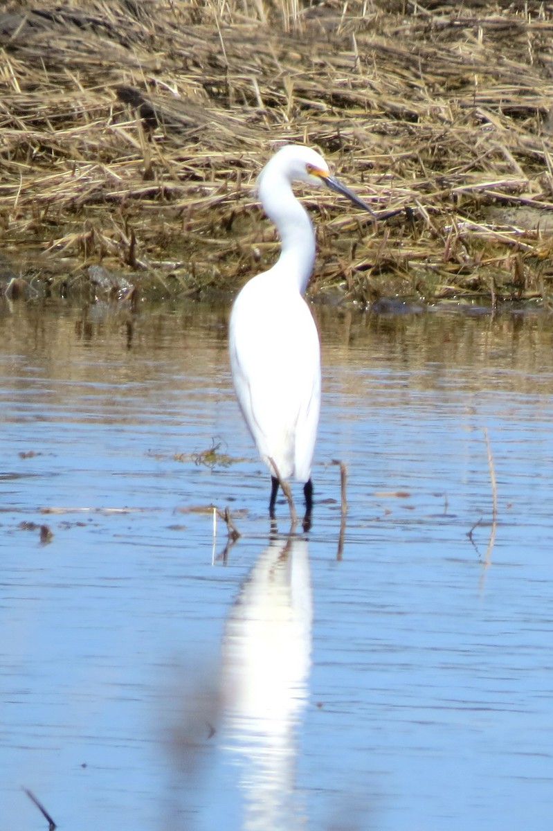 Snowy Egret - ML634347736