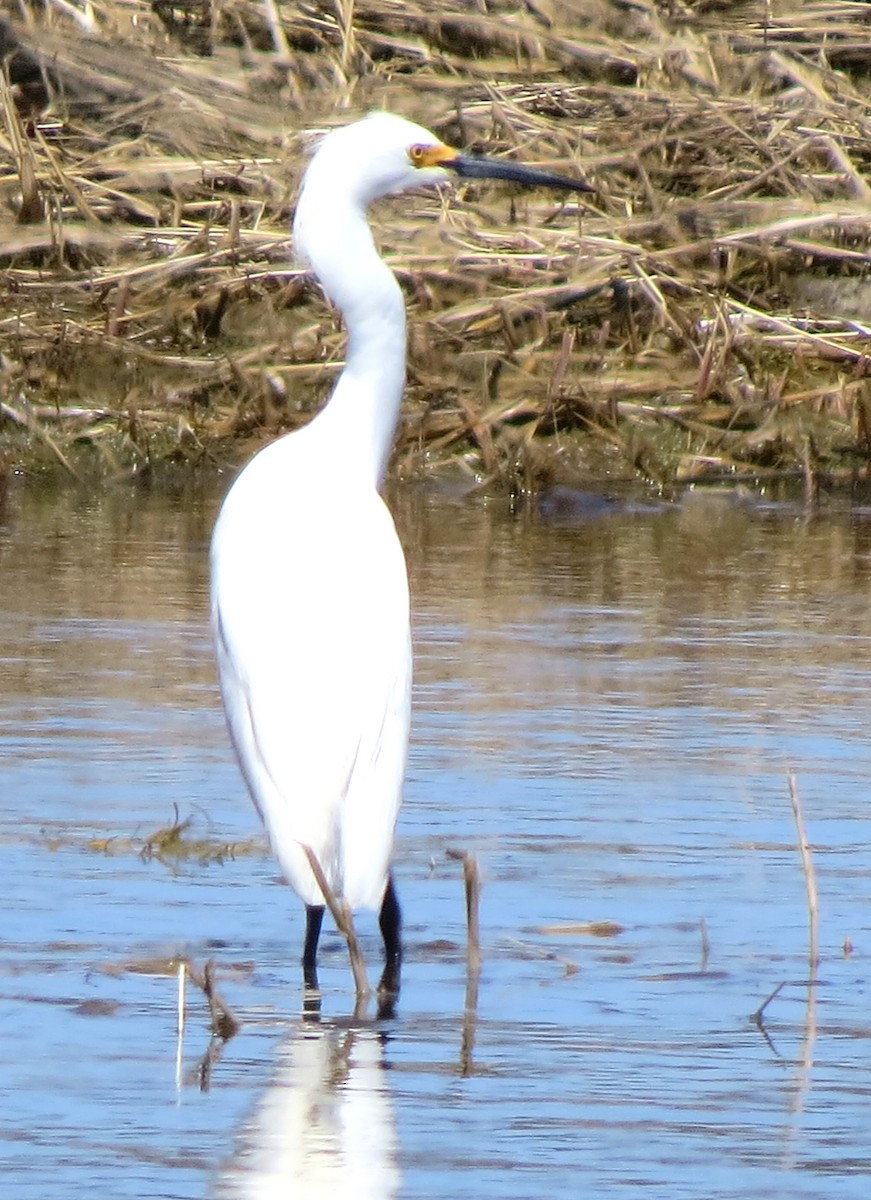 Snowy Egret - ML634347737