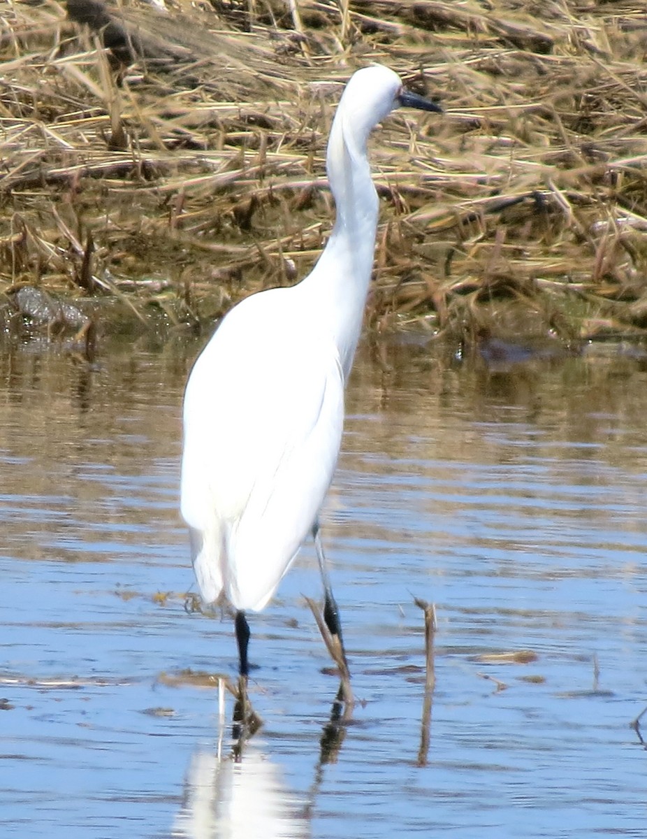 Snowy Egret - ML634347742