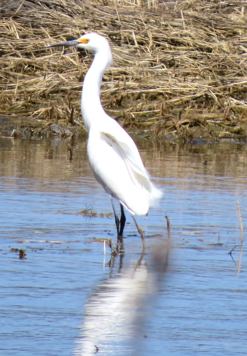 Snowy Egret - ML634347752