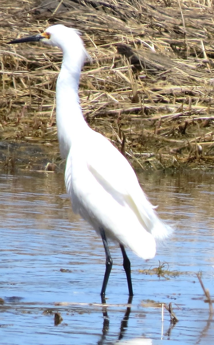 Snowy Egret - ML634347764