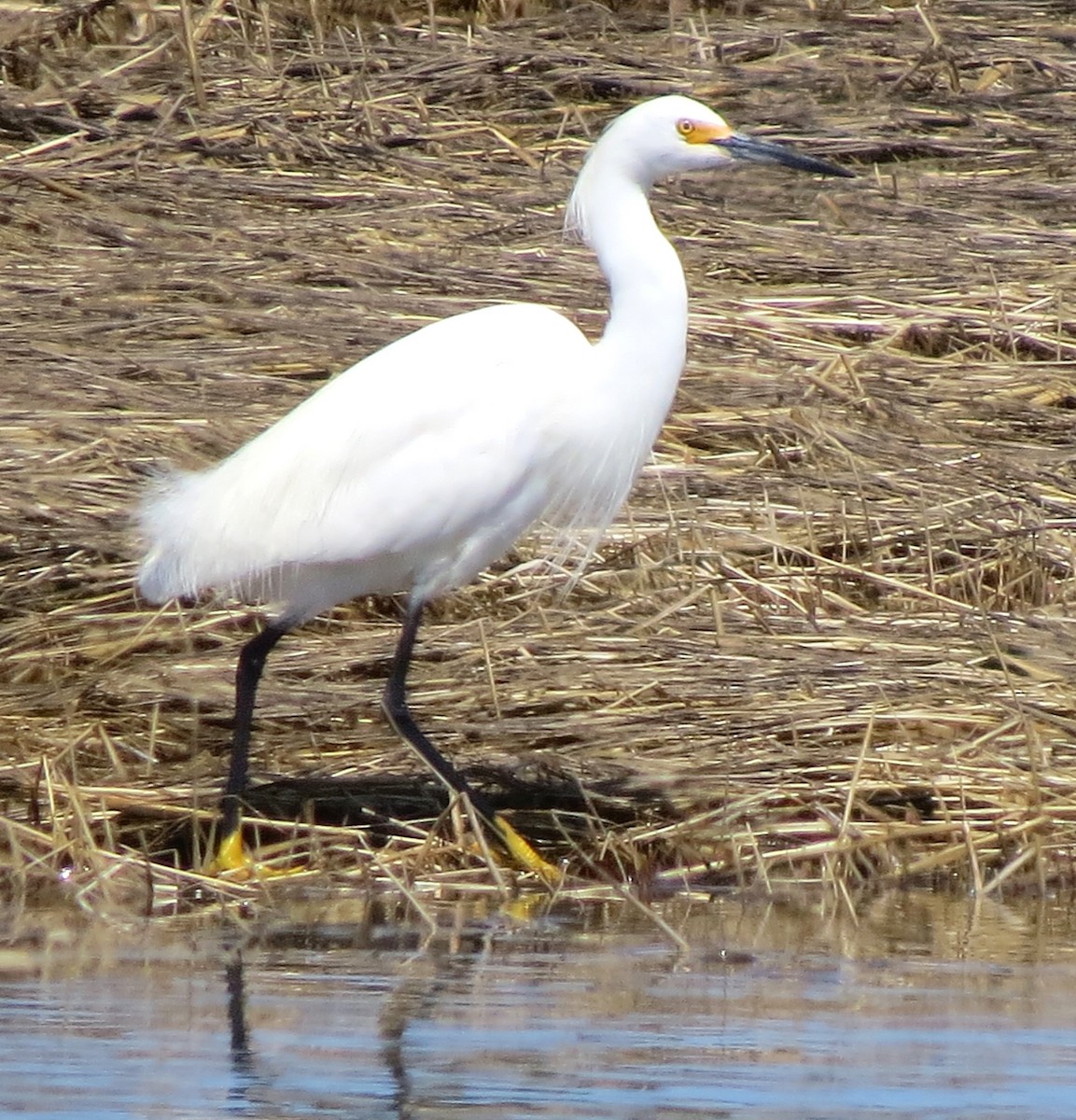Snowy Egret - ML634347780