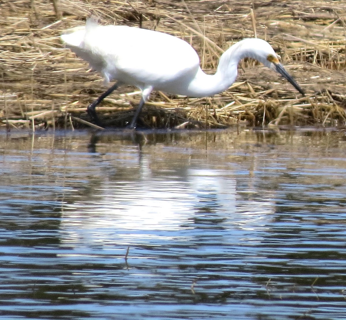 Snowy Egret - ML634347781