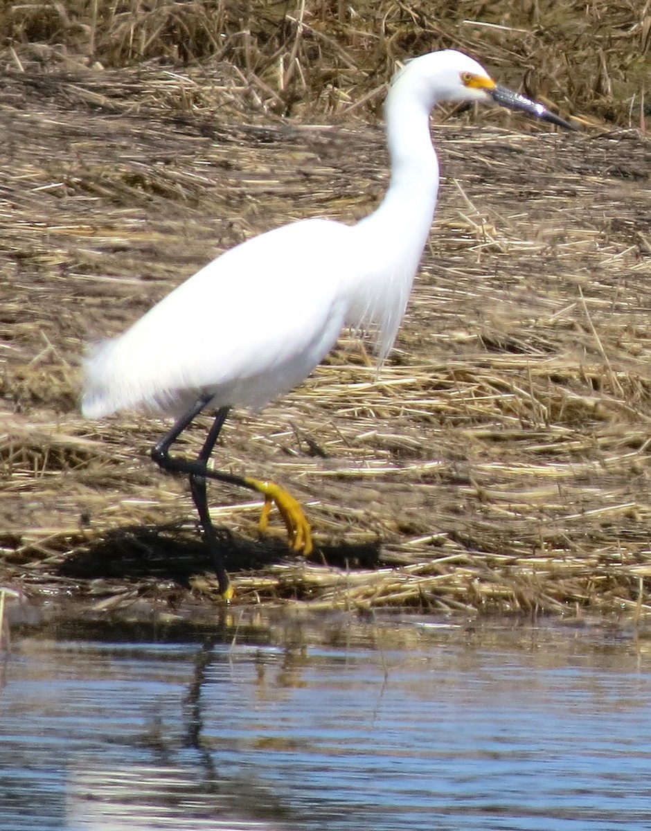 Snowy Egret - ML634347785