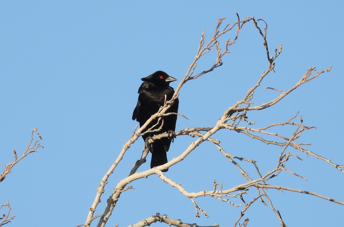 Bronzed Cowbird - ML634347786