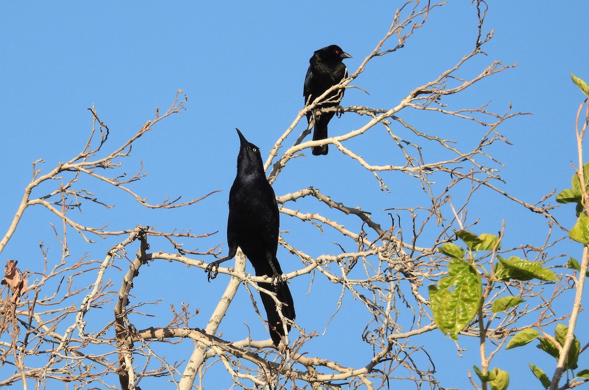 Bronzed Cowbird - ML634347790