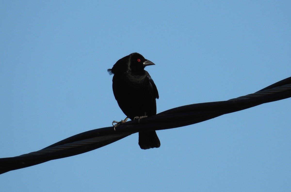 Bronzed Cowbird - ML634347791