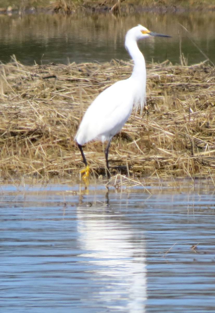 Snowy Egret - ML634347796