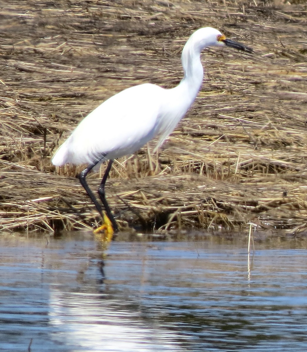 Snowy Egret - ML634347807