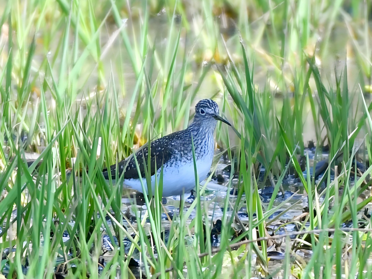 コシグロクサシギ - ML634347835