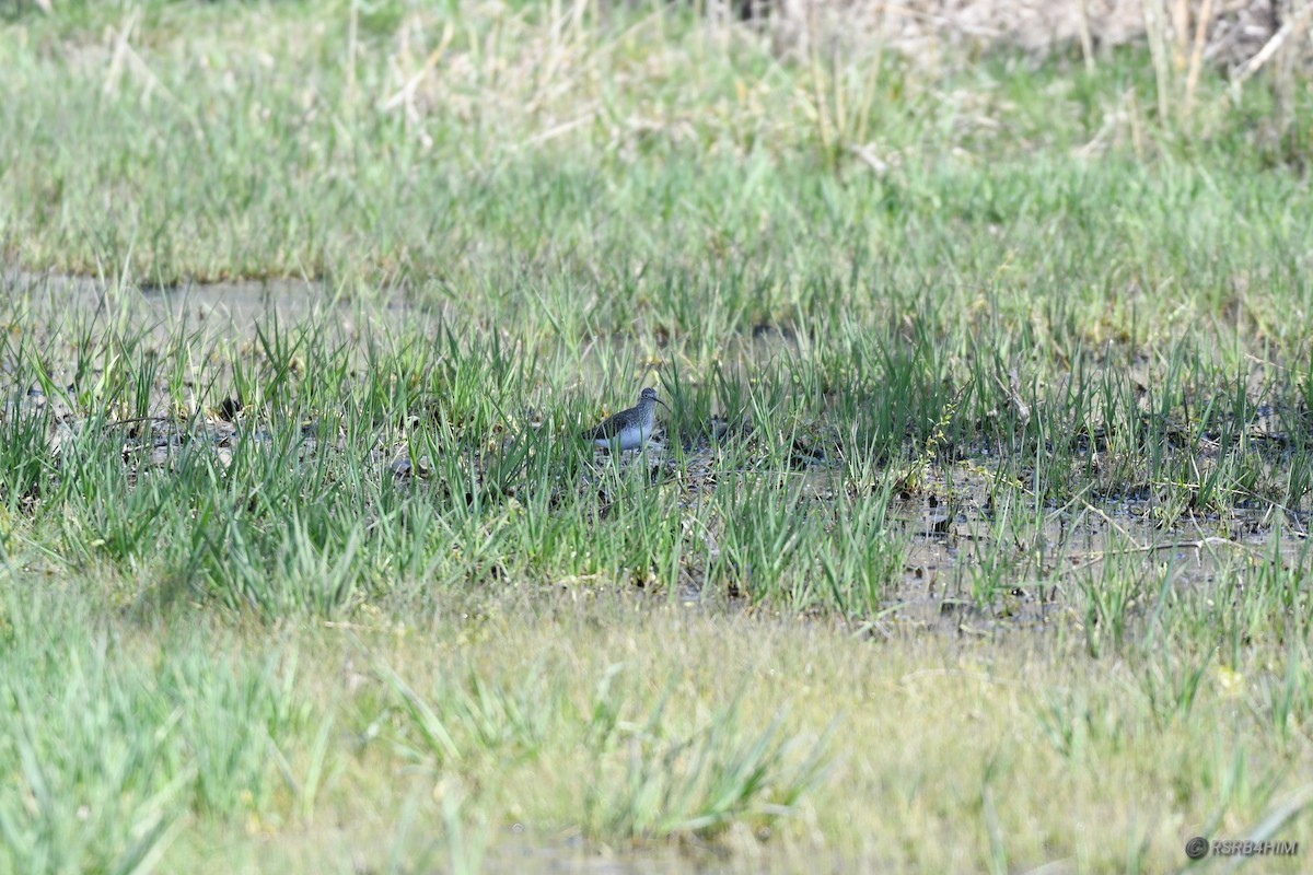 コシグロクサシギ - ML634347836
