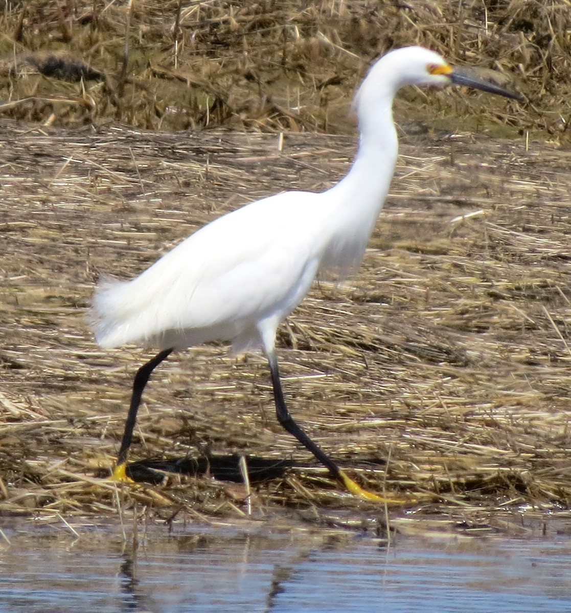 Snowy Egret - ML634347863