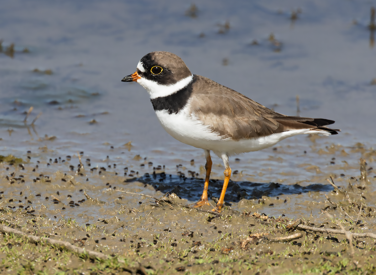 Semipalmated Plover - ML634347984