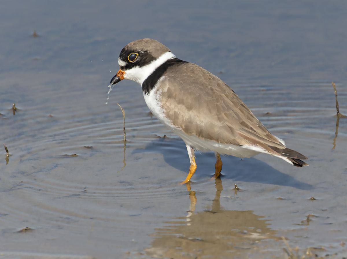 Semipalmated Plover - ML634347985