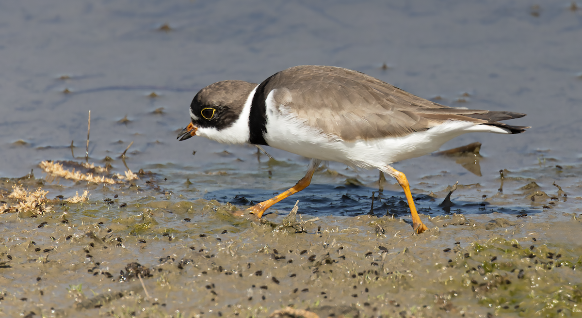 Semipalmated Plover - ML634347986