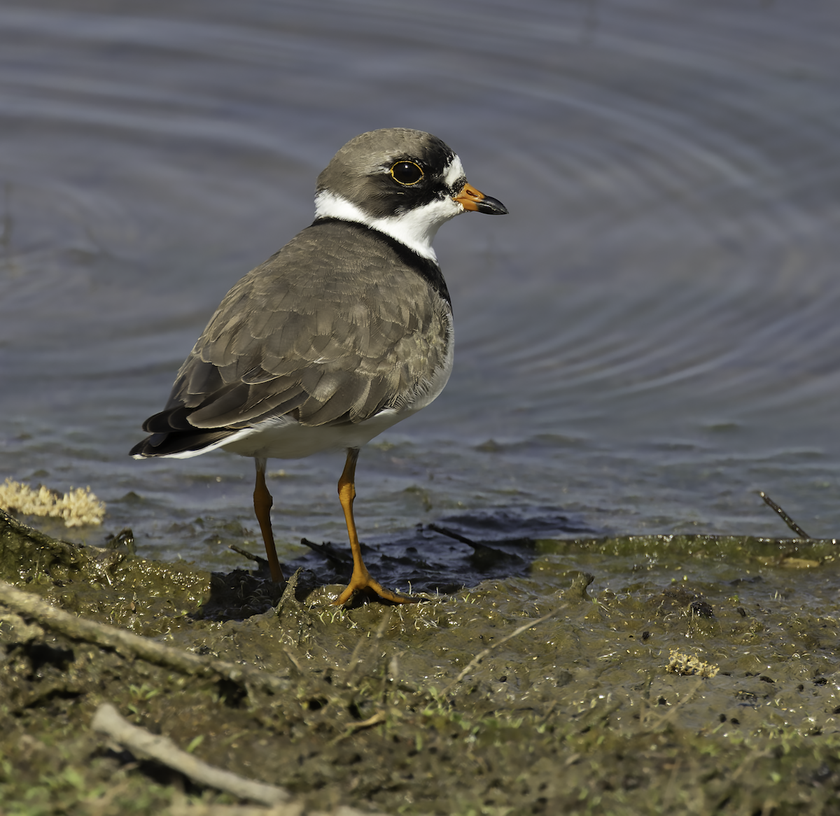 Semipalmated Plover - ML634347987