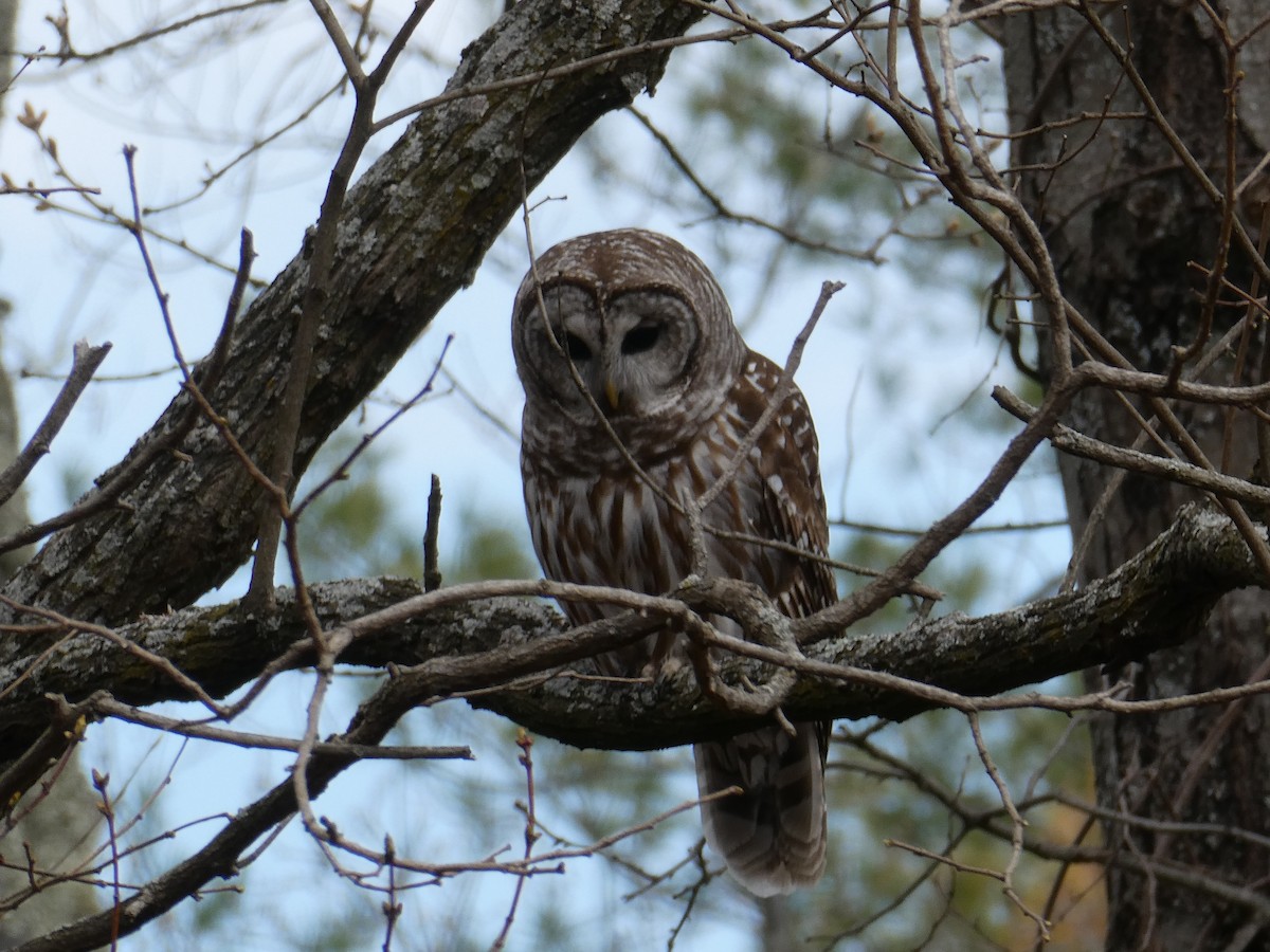 Barred Owl - ML634347989