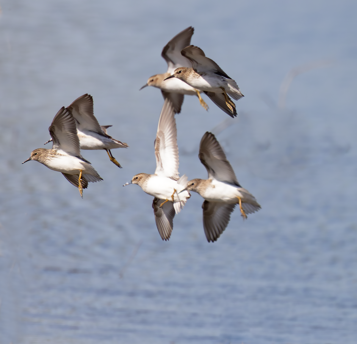 Least Sandpiper - ML634348021