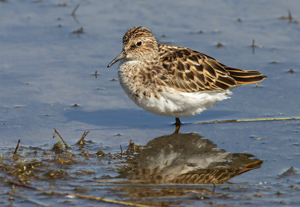 Least Sandpiper - ML634348022