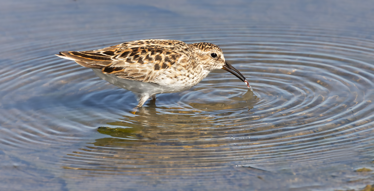 Least Sandpiper - ML634348024