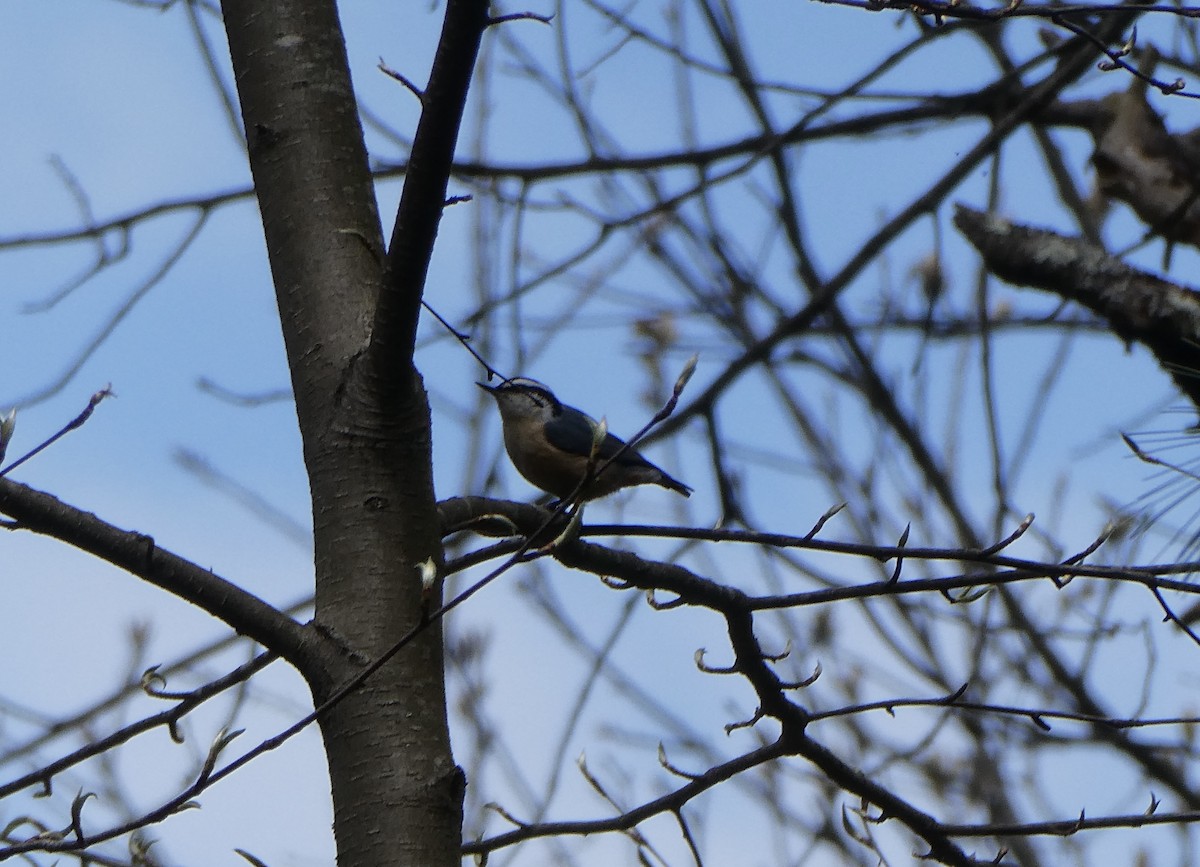 Red-breasted Nuthatch - ML634348032