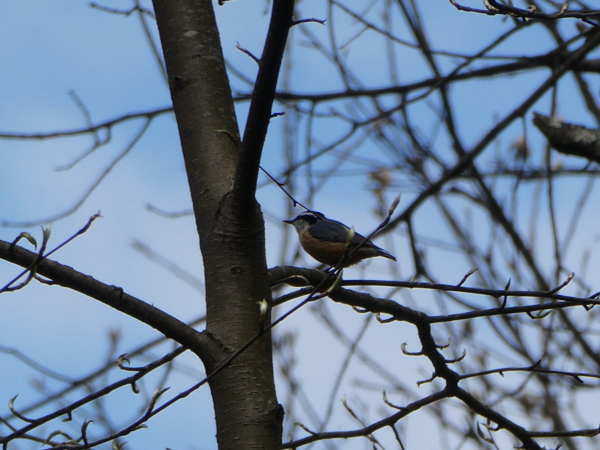 Red-breasted Nuthatch - ML634348035